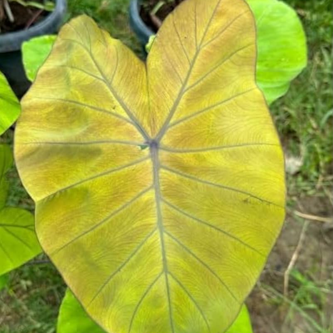Colocasia Canary Rare Live Plant