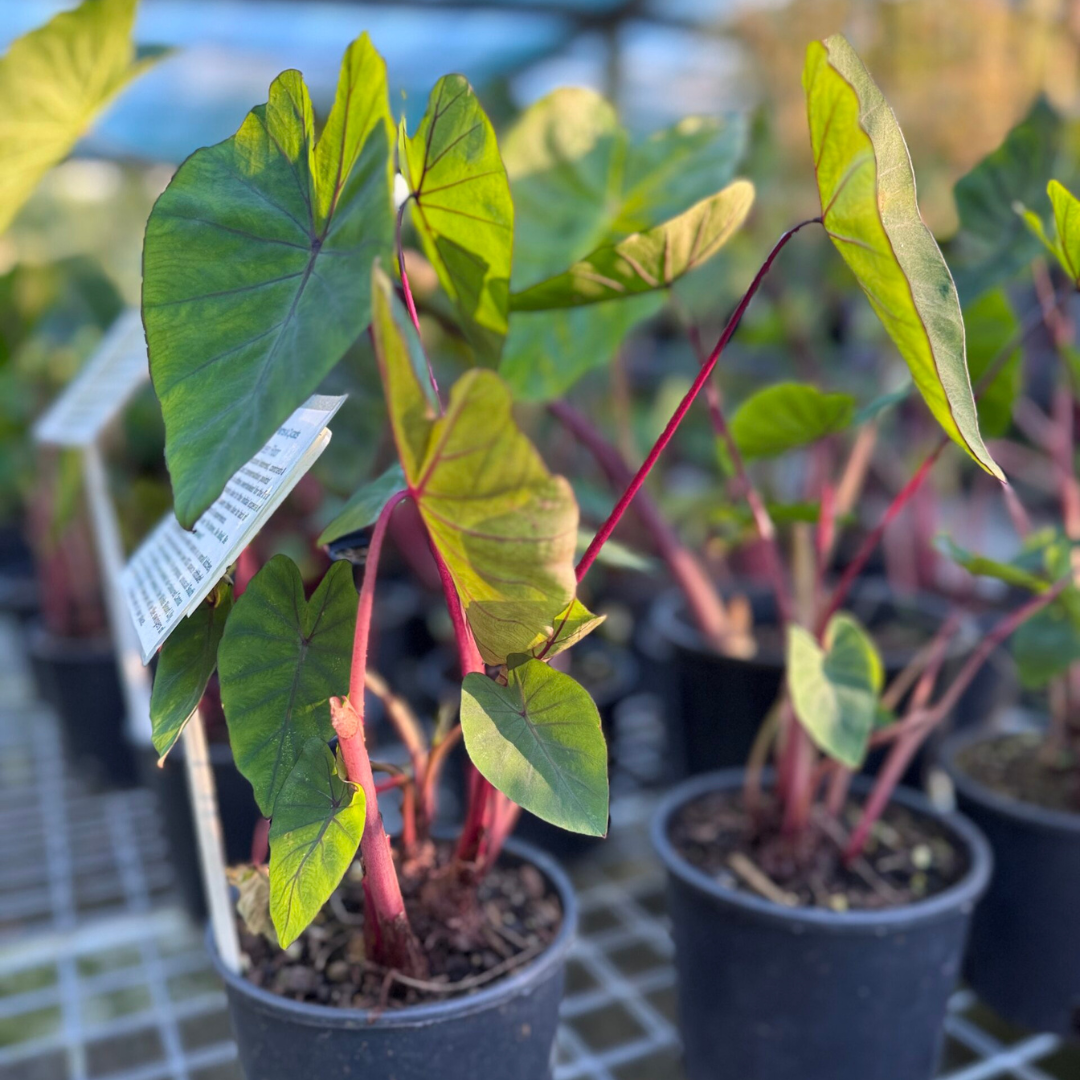 Colocasia Hawaii Punch Rare Indoor Plant