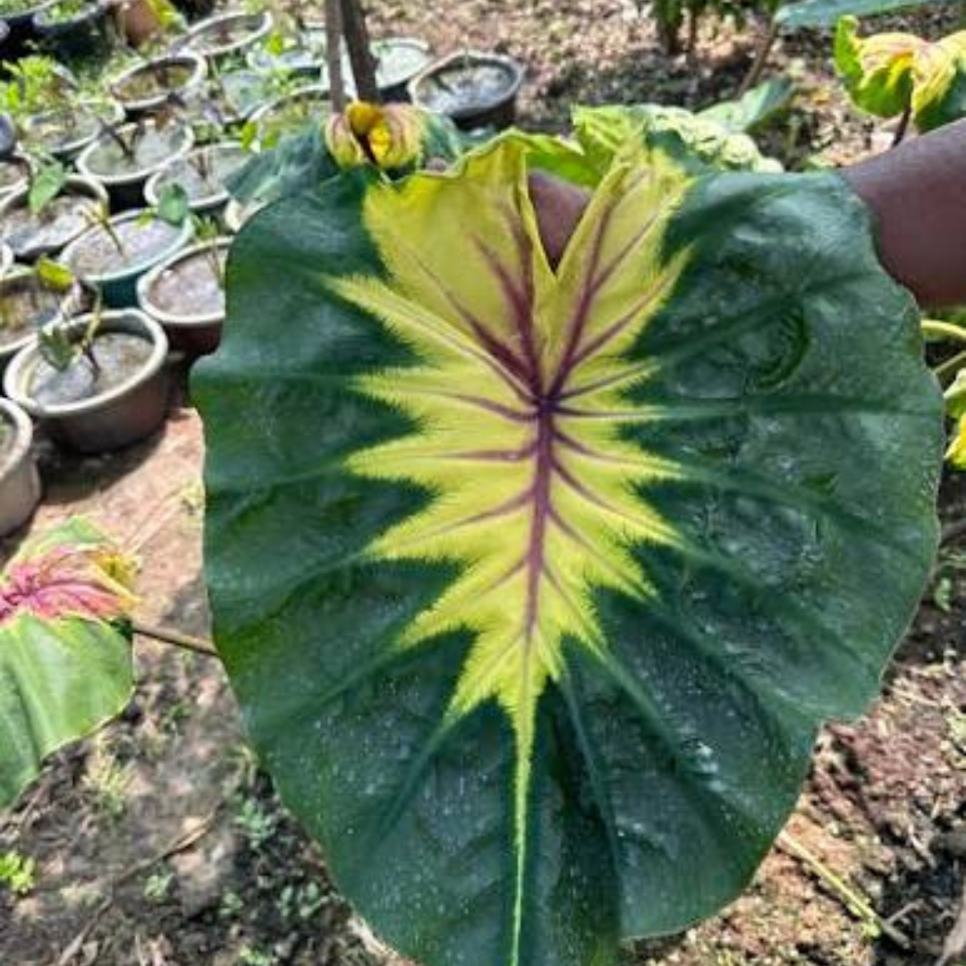 Colocasia Light Pillar Indoor Plant