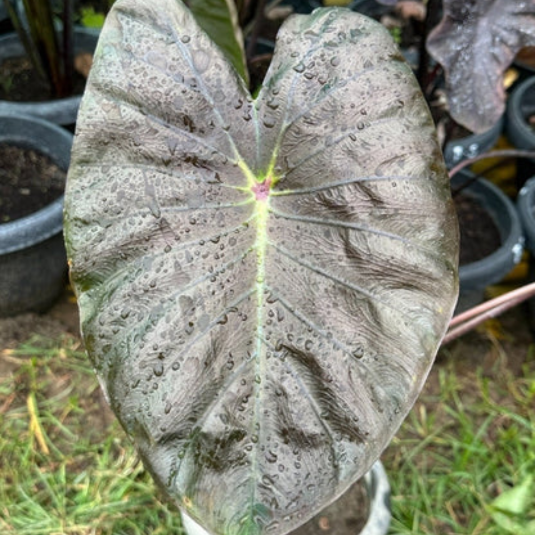 Colocasia Sharp Hub Rare Live Plant