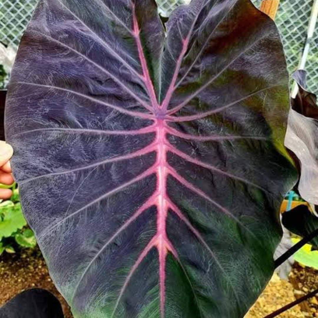 Colocasia ‘Violet Fantasy’ Rare Live Plant