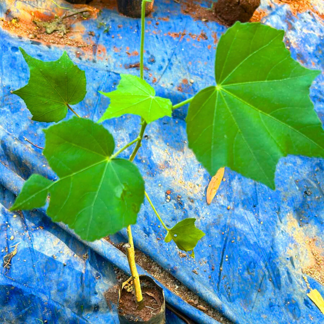 Colour Changing Rose (Hibiscus mutabilis) All Time Flowering Live Plant