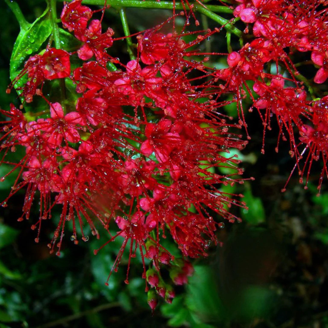 Combretum Coccineum Live Plant