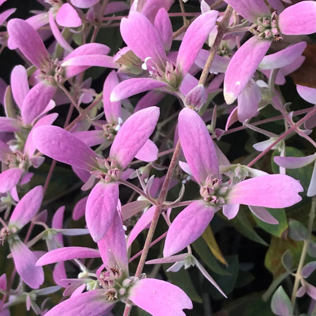 Congea Tomentosa Dark Pink Live Plant