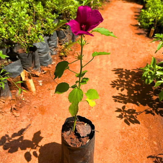 Cranberry Hibiscus Pink Flowering Live Plant