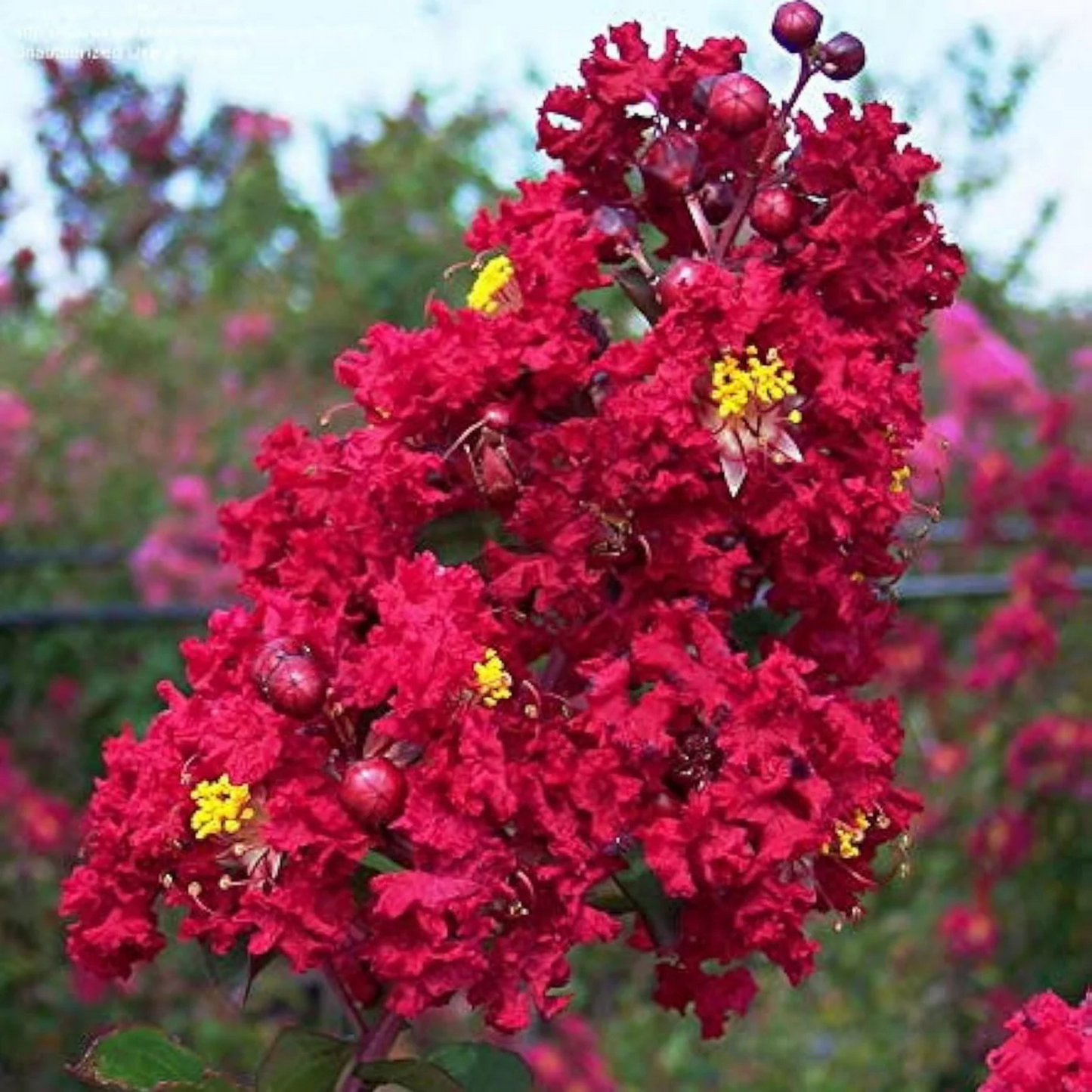 Crepe Myrtle Dwarf Red (Lagerstroemia) Rare Flowering Live Plant