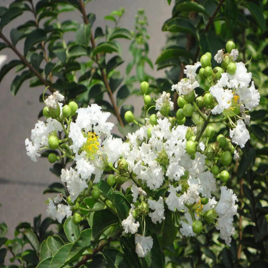 Crepe Myrtle White (Lagerstroemia) Rare Flowering Live Plant