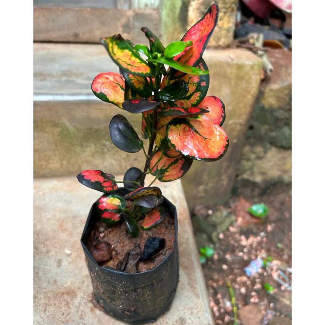 Croton Apple (Codiaeum variegatum) Indoor / Outdoor Live Plant