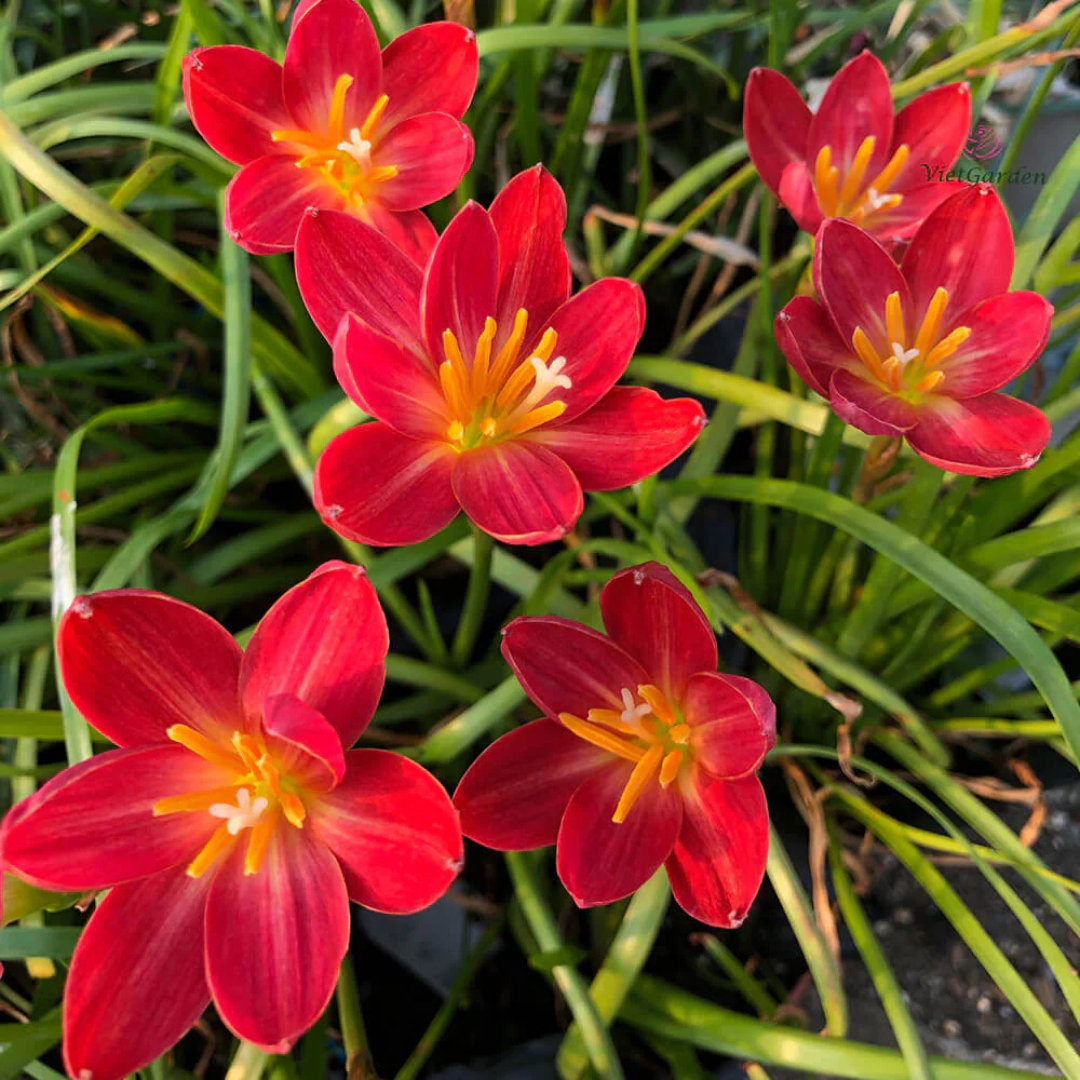 Dazzling Flame Rain Lily All Time Flowering Live Plant