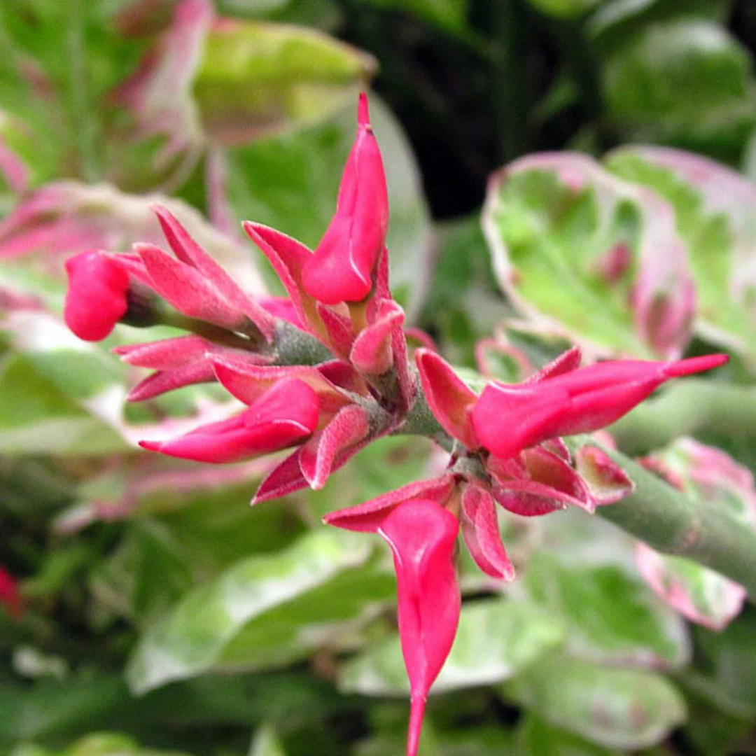 Devil's Backbone (Euphorbia tithymaloides) Variegated Leaves Flowering Live Plant