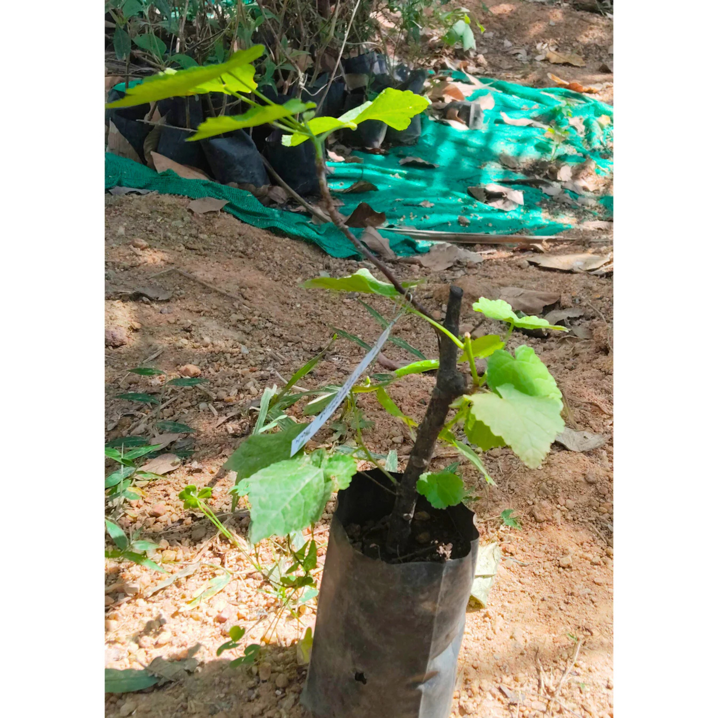 Dombeya Dropping Pink (Dombeya wallichii) Rare Flowering Live Plant