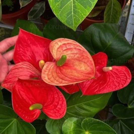 Dwarf Anthurium Jumbo Red Indoor/Outdoor Live Plant