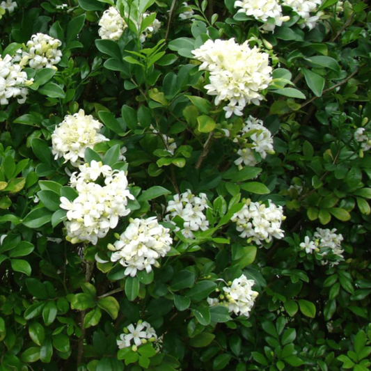 Dwarf Kamini (Murraya Paniculata) Highly Fragrant Rare Flowering Live Plant