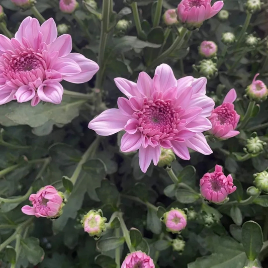 Dwarf Light Pink Chrysanthemum Flowering Live Plant