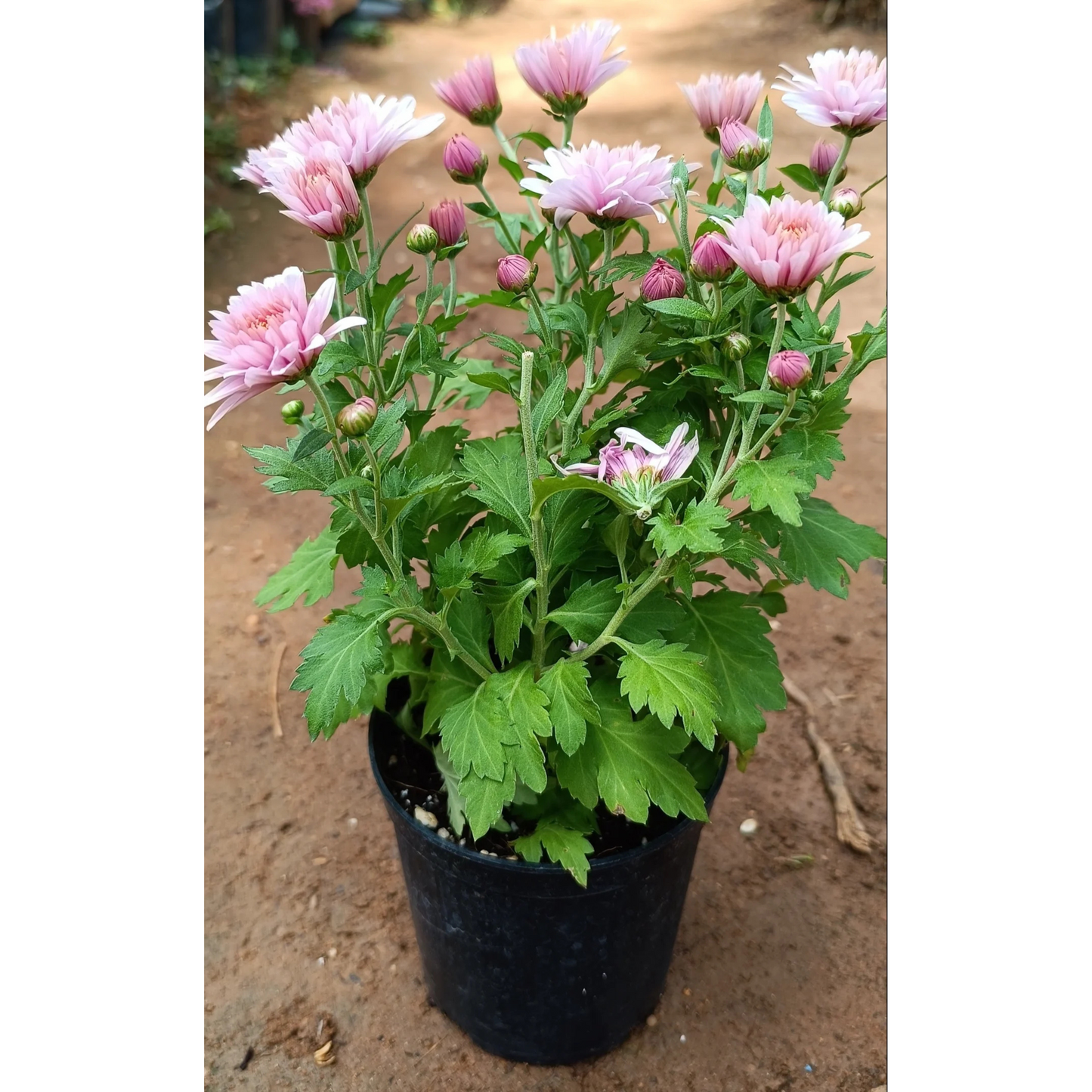 Dwarf Light Pink Chrysanthemum Flowering Live Plant