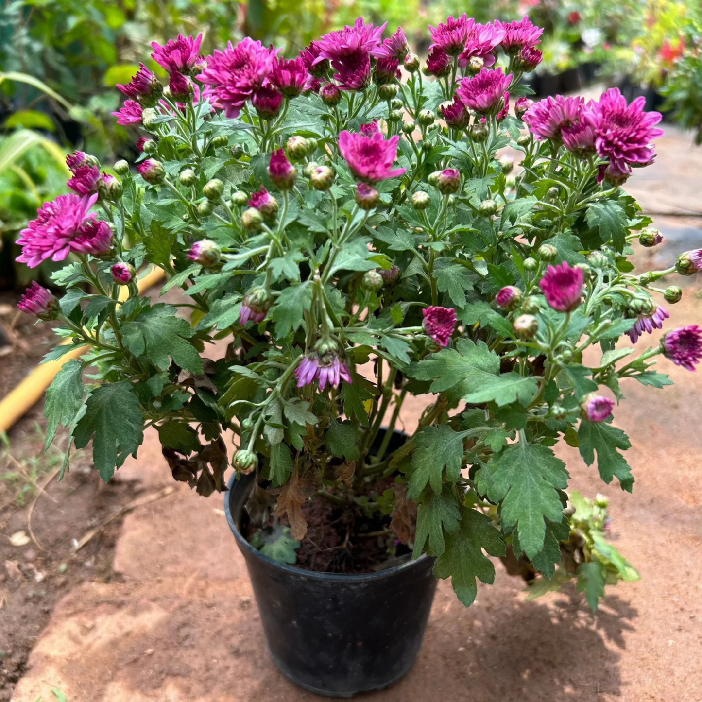 Dwarf Pink Chrysanthemum Flowering Live Plant