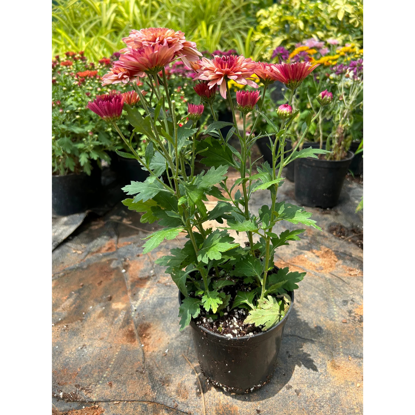 Dwarf Salmon Pink Chrysanthemum Flowering Live Plant