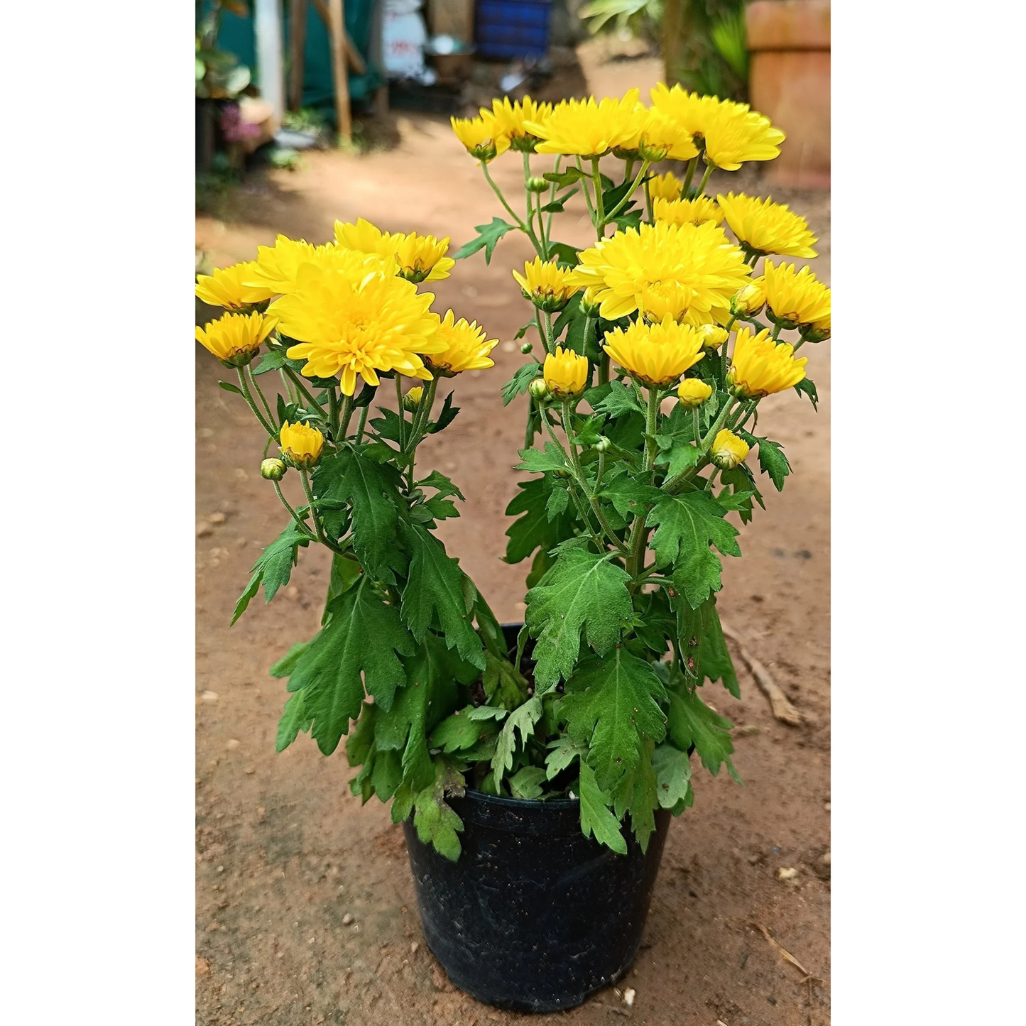 Dwarf Yellow Chrysanthemum Flowering Live Plant