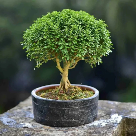Dwarf kamini /Muraya Bonsai Tree Live Plant