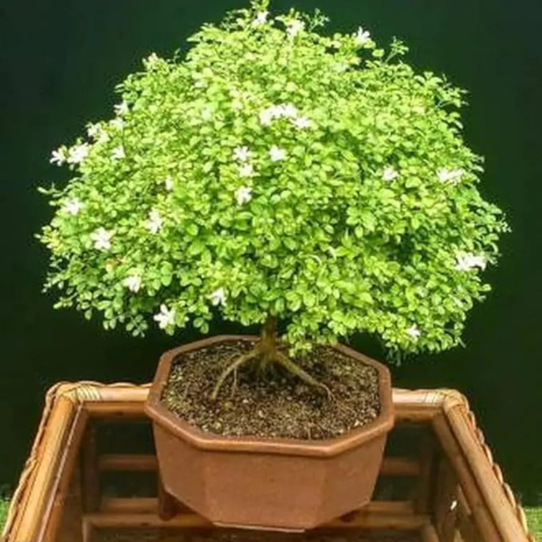 Dwarf kamini /Muraya Bonsai Tree Live Plant