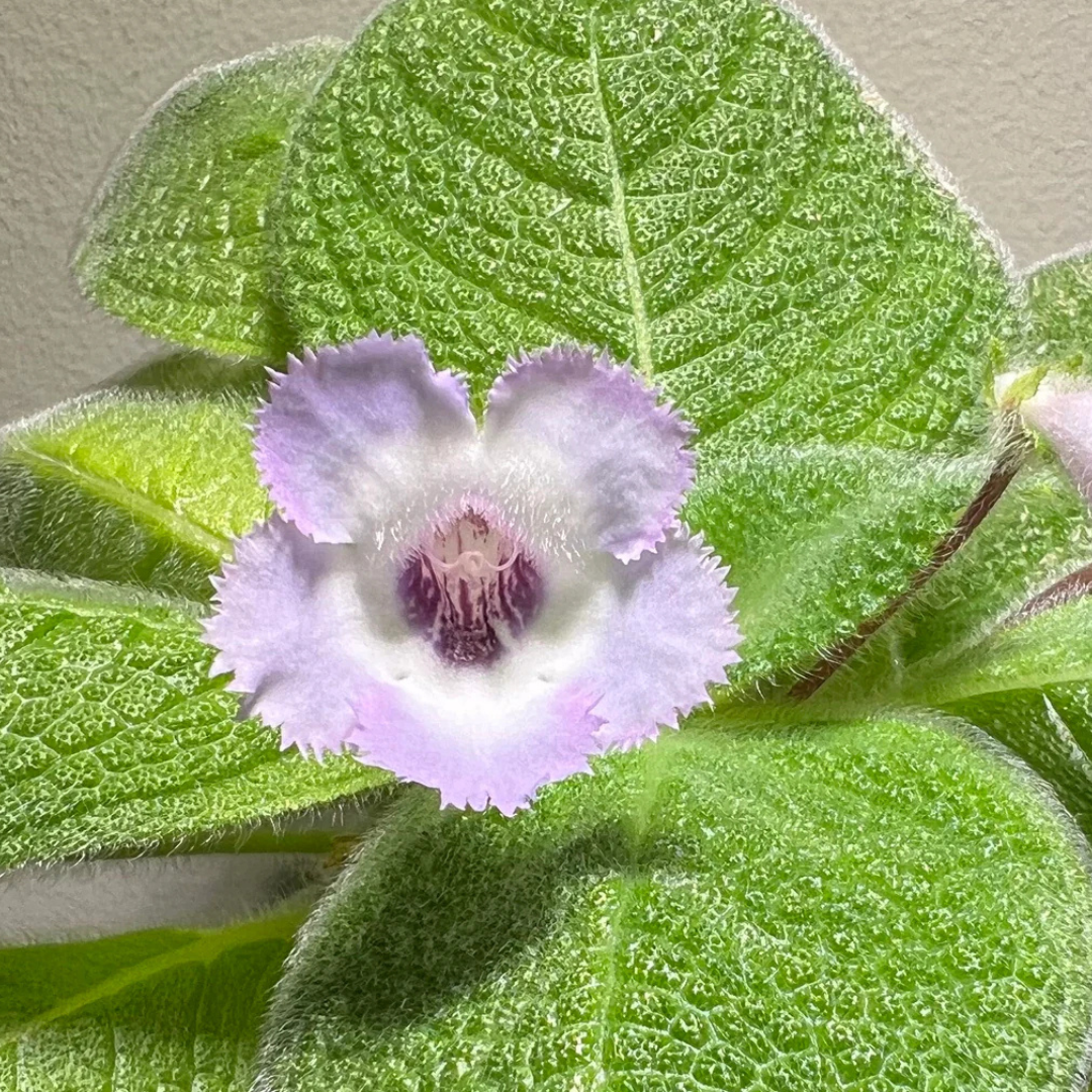 Episcia Blue Heaven (Hanging) All Time Flowering Live Plant