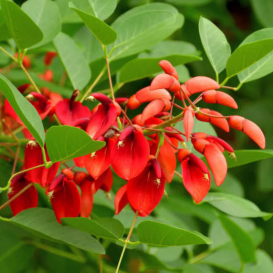 Cockspur Coral Tree (Erythrina crista-galli) Rare Flowering Live Plant