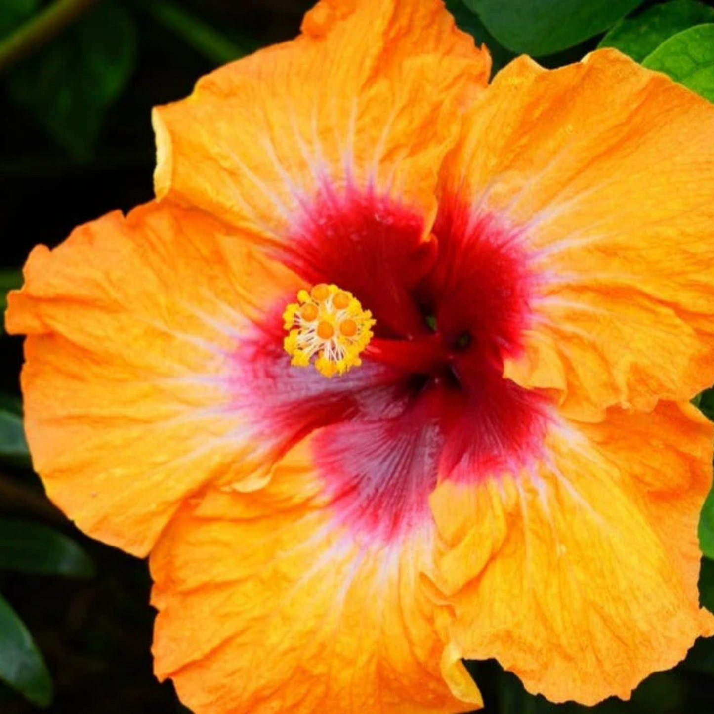 Fiesta Hibiscus All Time Flowering Live Plant