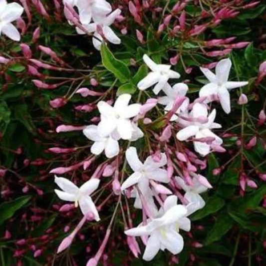Fragrant Pink Jasmine (Jasminum polyanthum) Rare Live Plant