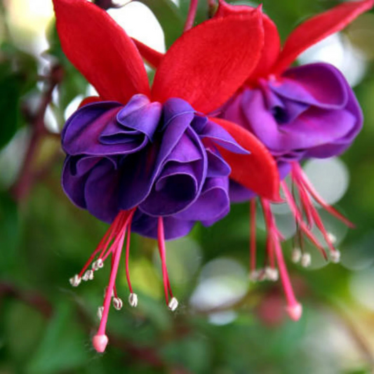 Fuchsia Purple (Fuchsia magellanica) Rare All Time Flowering Live Plant