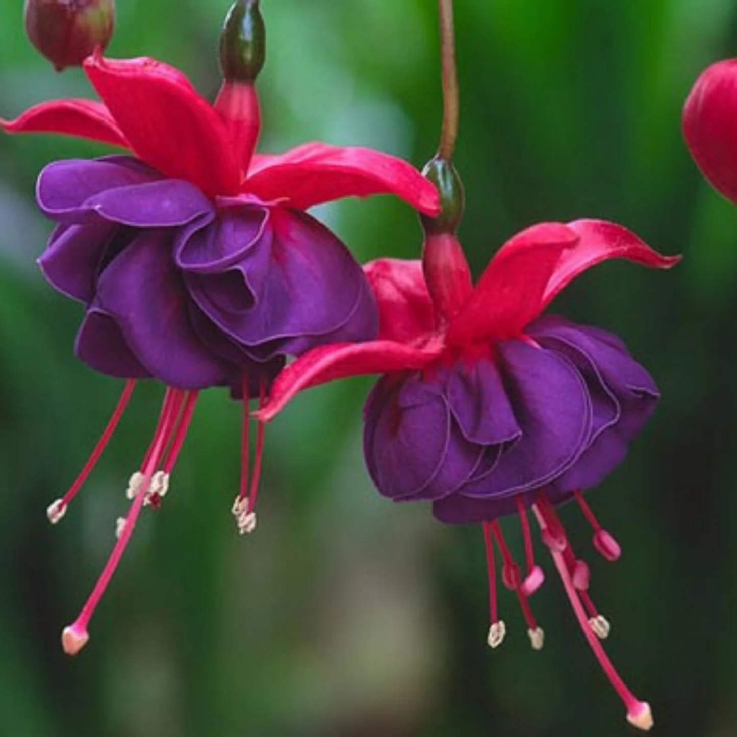 Fuchsia Purple (Fuchsia magellanica) Rare All Time Flowering Live Plant