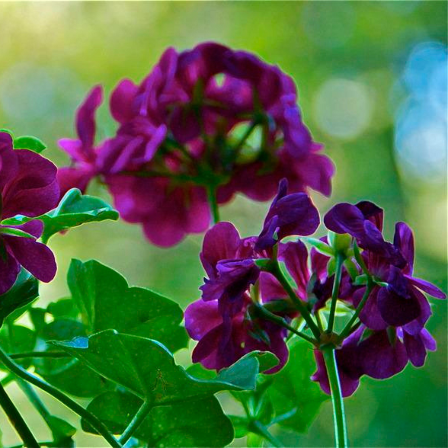 Geranium Ivy Purple Creeper/Climber Flowering Live Plant