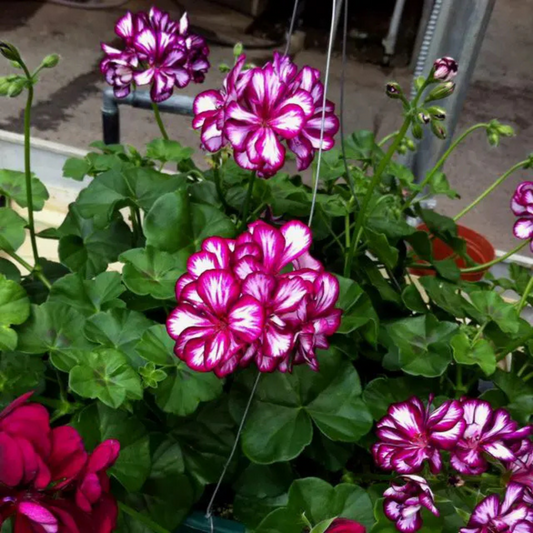 Geranium Ivy Purple and White (Burgundy Bicolor) Creeper/Climber Flowering Live Plant
