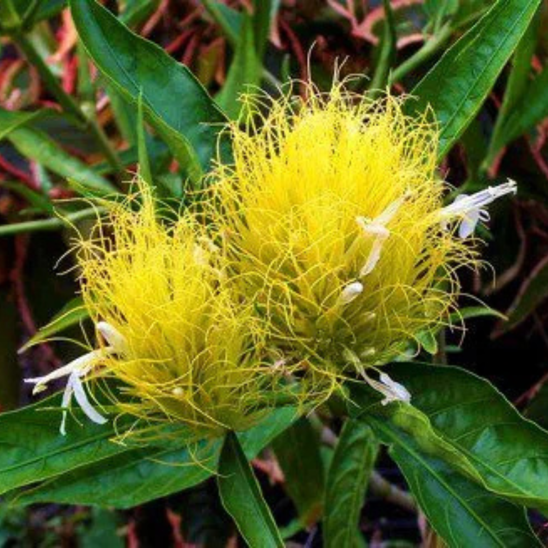 Golden Plume (Schaueria flavicoma) Flowering Live Plant