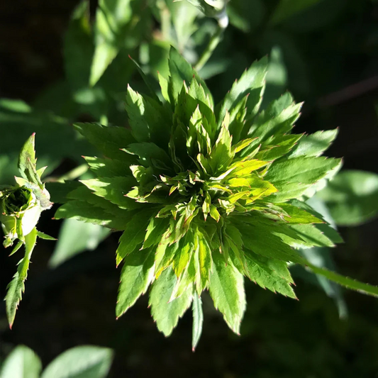 Green Rose Flowering Grafted Live Plant