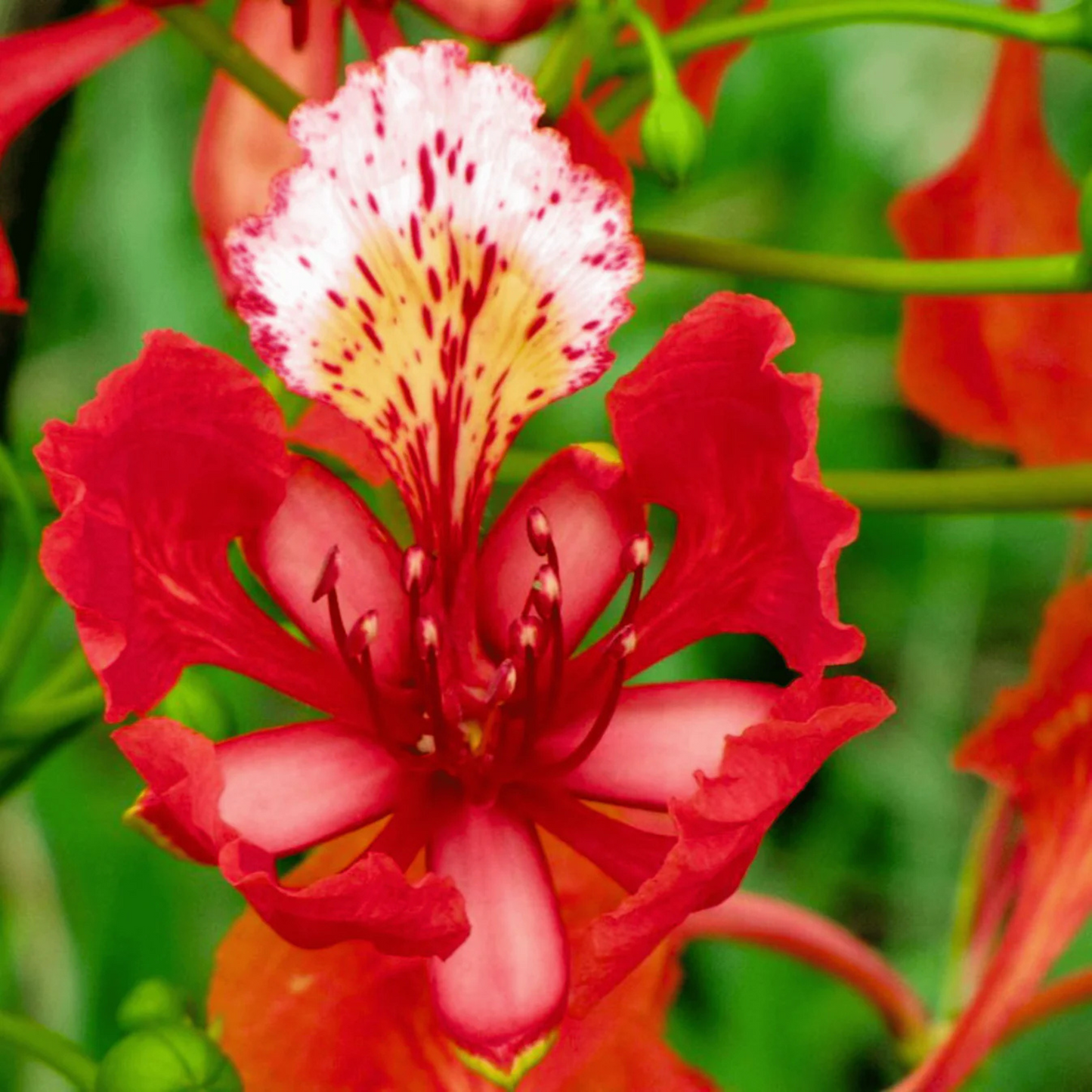 Gulmohar/Royal Poinciana (Delonix regia) Live Plant