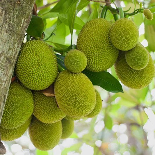 Gumless Jackfruit (Artocarpus heterophyllus) Fruit Live Plant