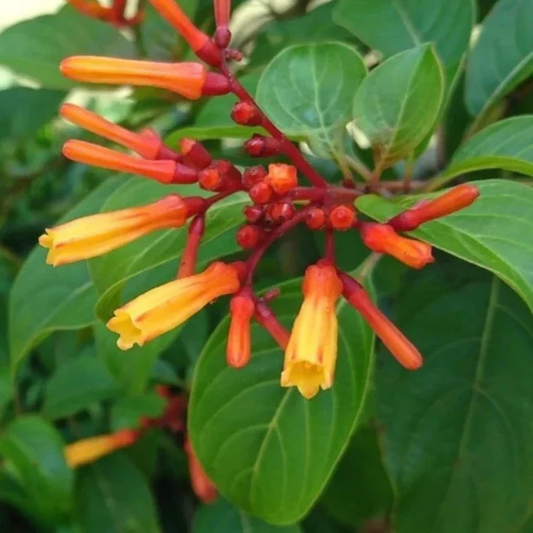Hamelia Hummingbird All Time Flowering Live Plant