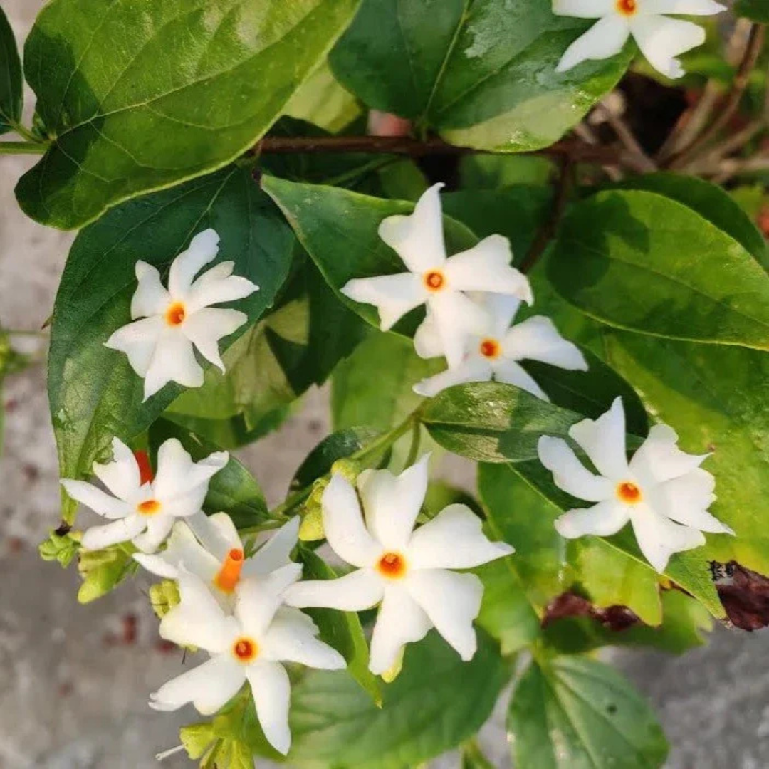 Harsringar (Pavizhamalli) Flowering Live Plant