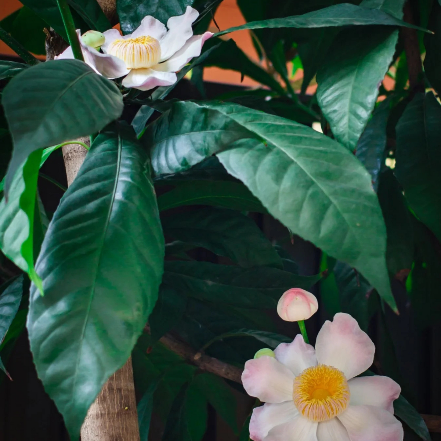 Heaven Lotus (Gustavia Gracillima) Live Plant