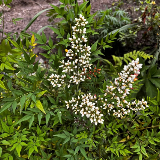 Heavenly Bamboo (Nandina domestica) Medicinal Live Plant