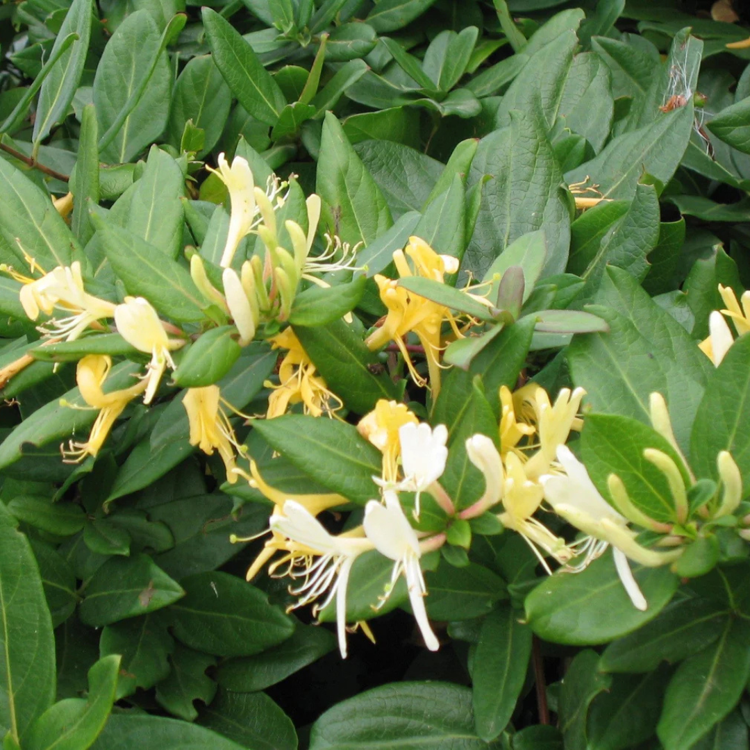 Honeysuckle (Madhumathi) Flowering Live Plant