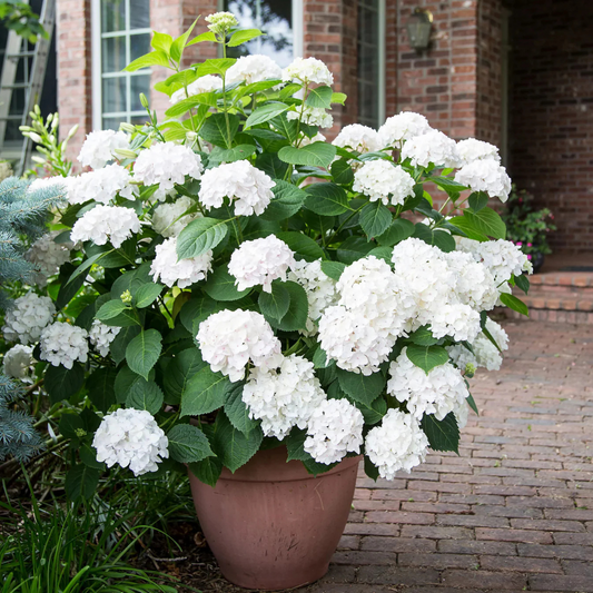 Hydrangea White (Hydrangea macrophylla) Flowering Live Plant