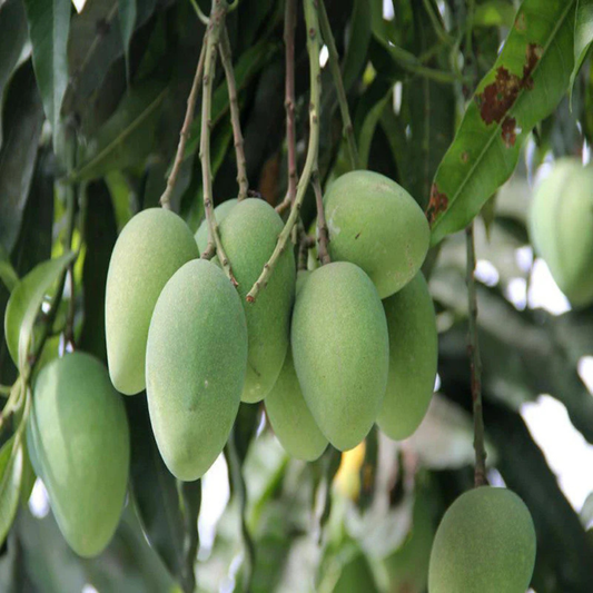 Imam Pasand / Himayath Mango Grafted Live Plant