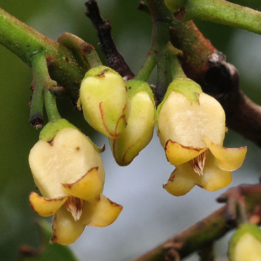 Indian Ebony Tree (Diospyros ebenum) Highly Fragrant Flowering Live Plant