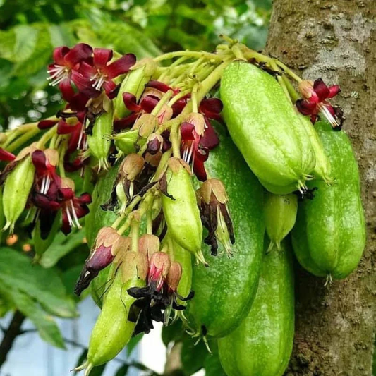 Irumban Puli / Bilimbi (Averrhoa bilimbi) Fruit Live Plant