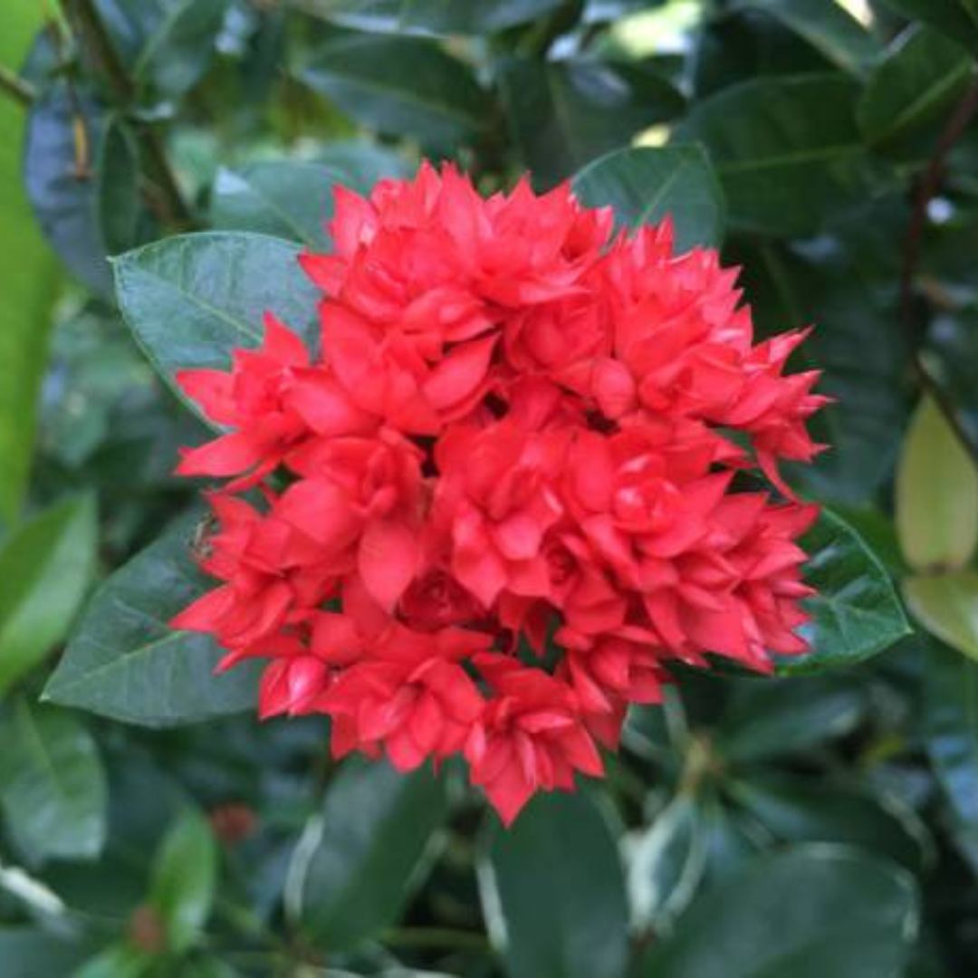 Ixora Double Petal Rare All Time Flowering Live Plant