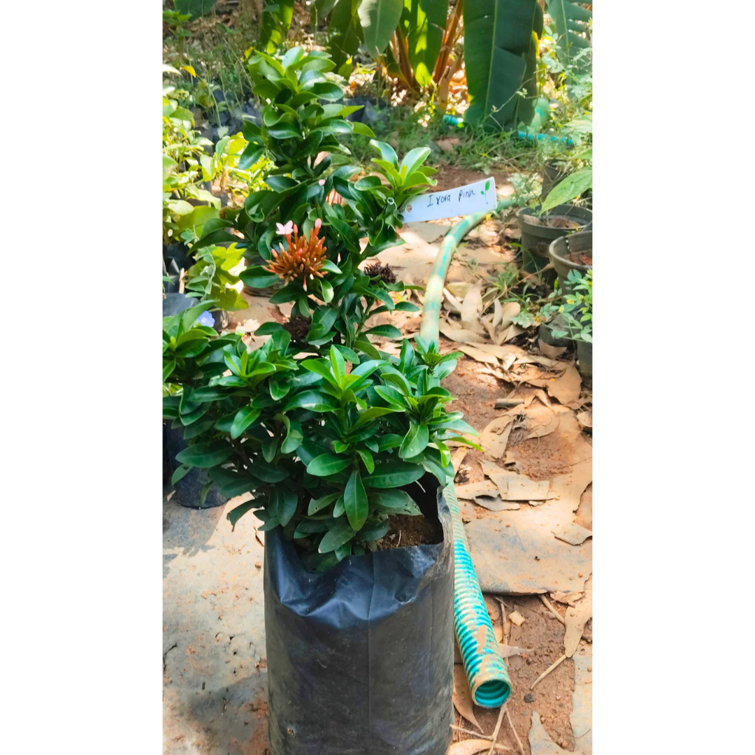 Ixora Pink All Time Flowering Live Plant