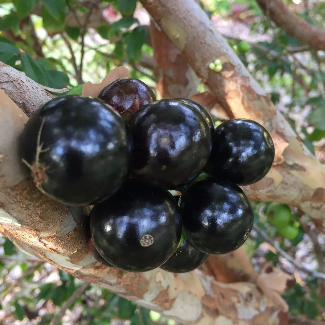 Jaboticaba Sabara Live Fruit Plant