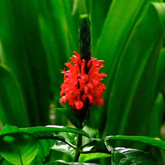 Jacobina Red All Time Flowering Live Plant