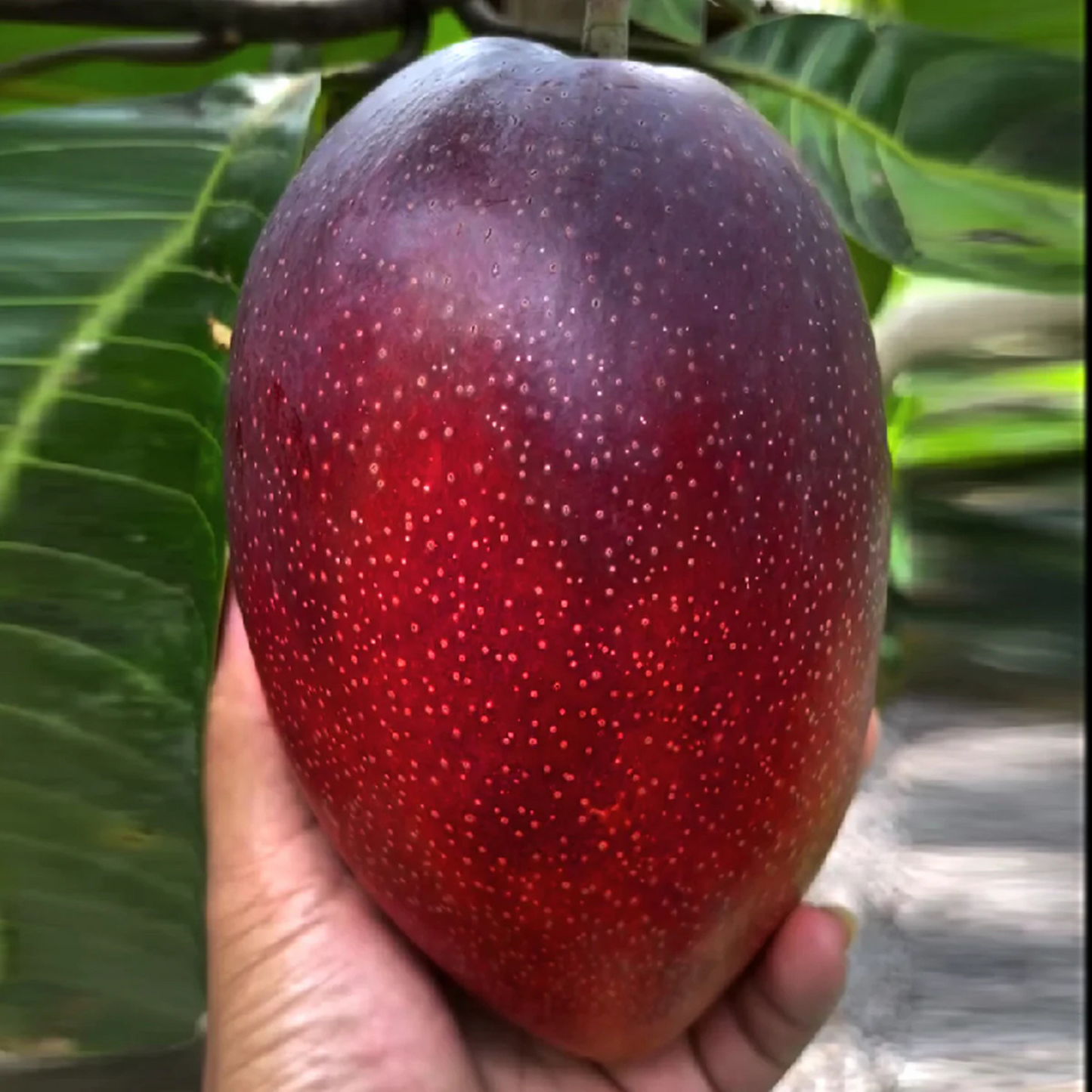 Japanese Miyazaki Mango Grafted Live Plant